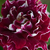 Bordová - biela - Ruža perpetual hybrid - Roger Lambelin